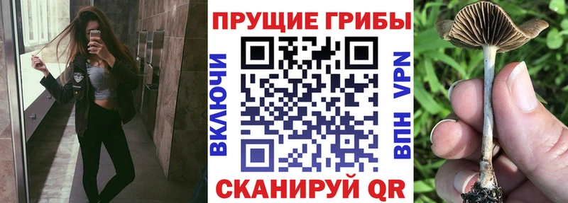 как найти   hydra маркетплейс  Галлюциногенные грибы MAGIC MUSHROOMS  Белореченск 